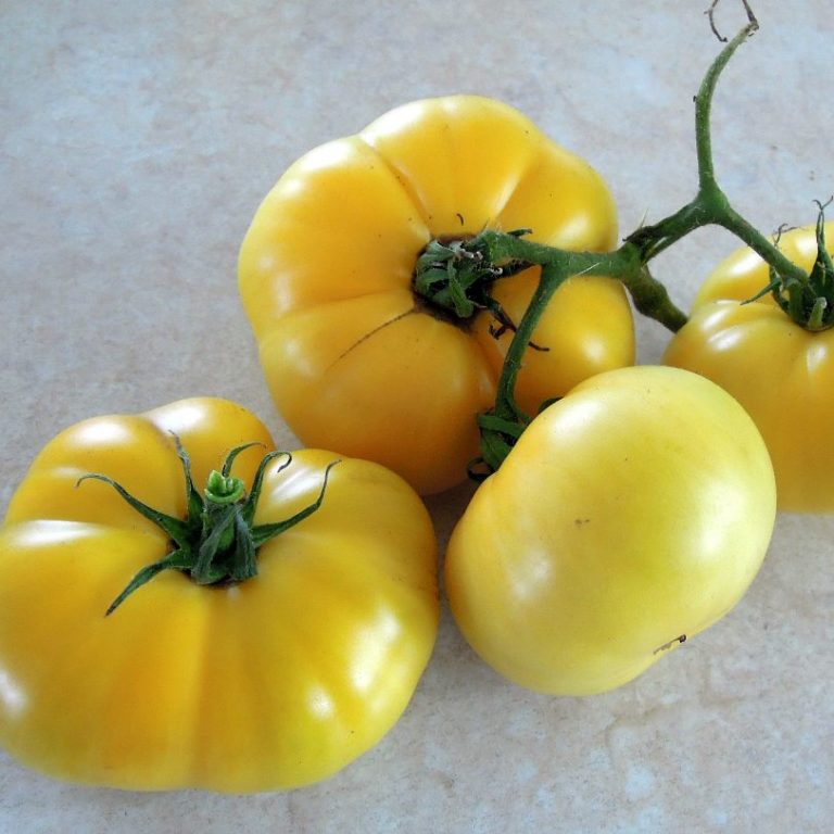 Summertime Gold – Dwarf Tomato Project